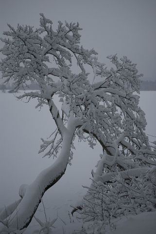 Зимние кружева 