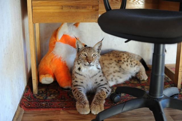 домашнее котэ