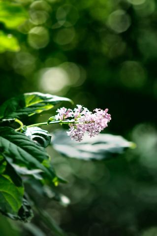 flower.jpg