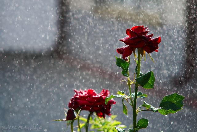 A Little Wet Sparks… 