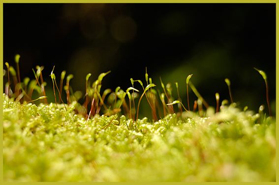 карпатский мох