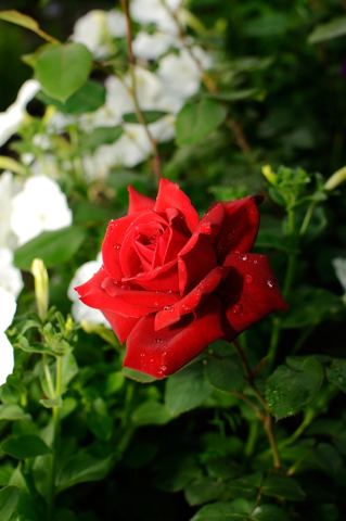 DSC_0016_01.JPG