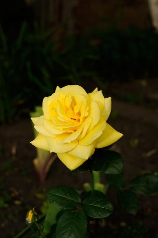 DSC_0027_01.JPG