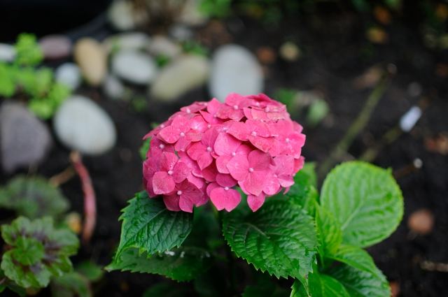 DSC_0030.JPG