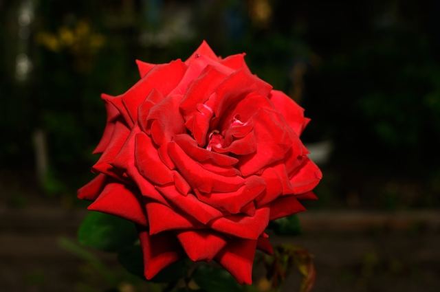DSC_0030_02.JPG