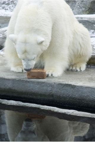 Медведь