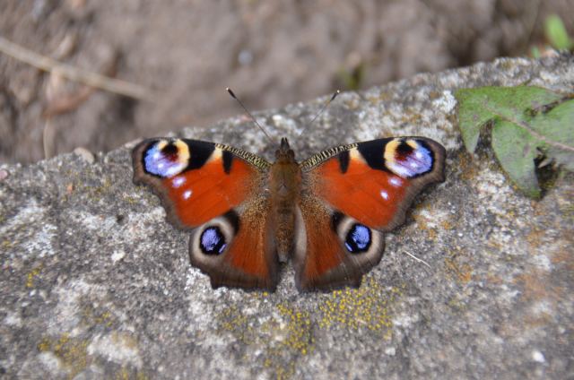 Бабочка