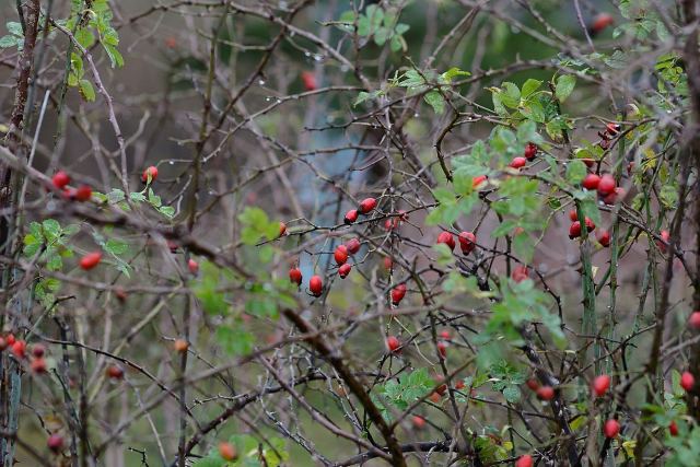 DSC_0988.JPG
