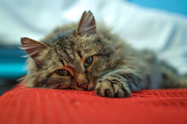 Любимый кот)