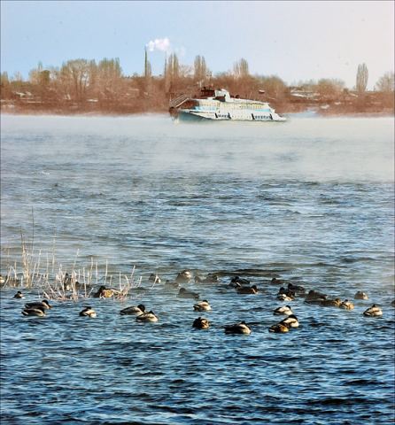 Остались зимовать.