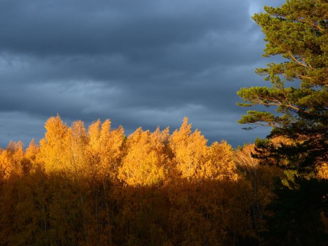 Луч солнца золотого...