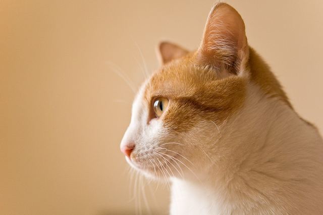 Кот