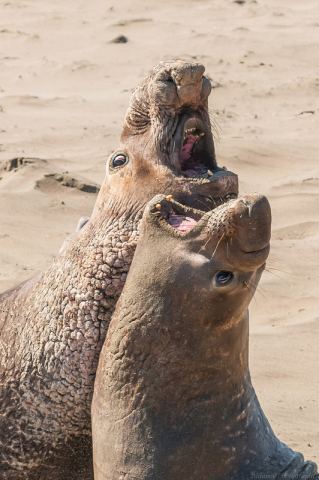 elephant seals