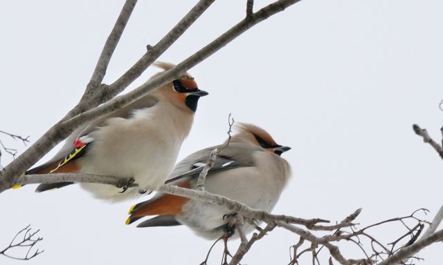 Nikon birds