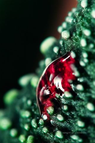 Sangre de cocodrilo