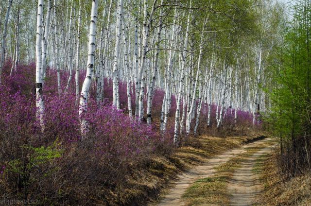 цветущий багульник