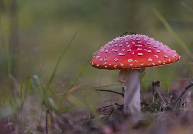 AAM_1742AAM_1742.JPG