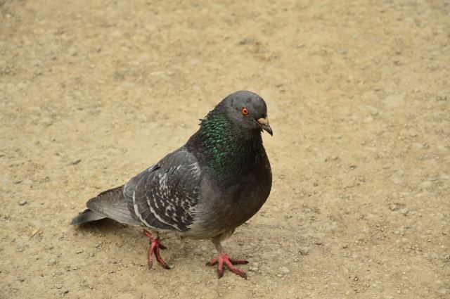 DSC_0134.JPG