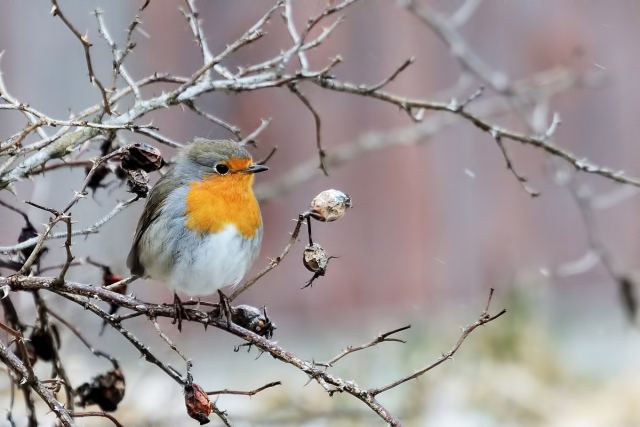 DSC_5233_1.jpg