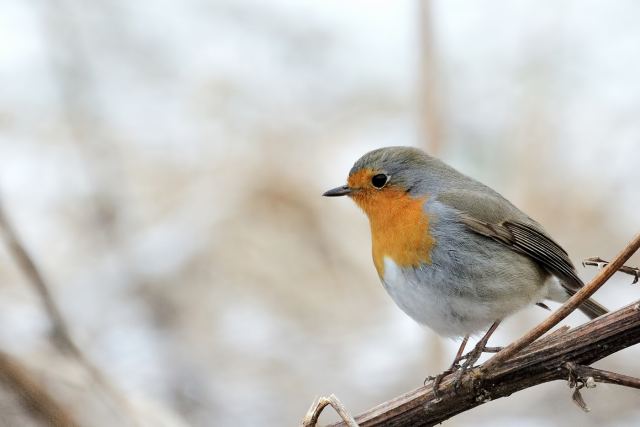 DSC_5257_1.jpg