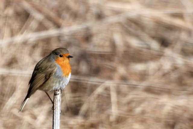 DSC_5364_1.jpg