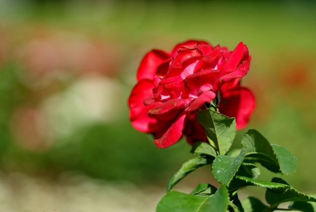 DSCF27241.jpg