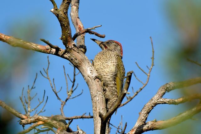 DSC_3389.jpg