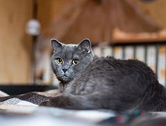 19979412483_a2e5a35e7f_m.jpg