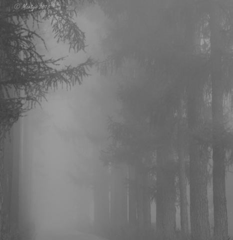 Лиственничная аллея