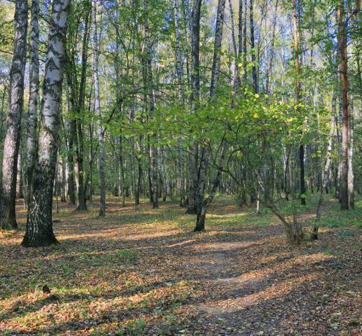 солнечная осень