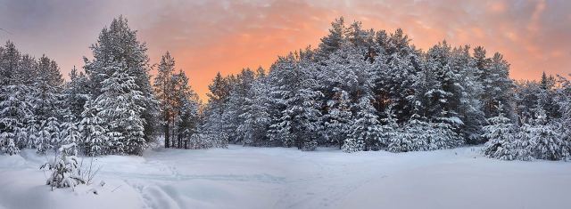 Frosty colors of winter