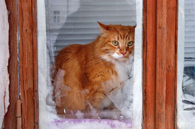 Лишний красный котик