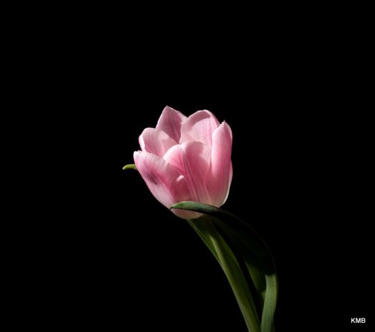 Light in the dark