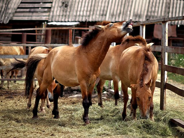 Скажите "чи-и-из"!