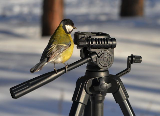 А где фотик?