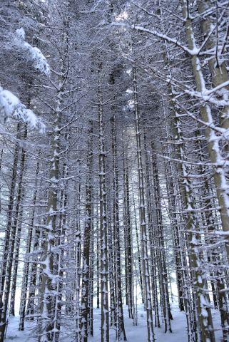 Густой лес завораживает