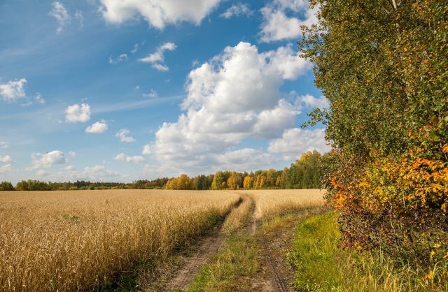 Хорошая осень