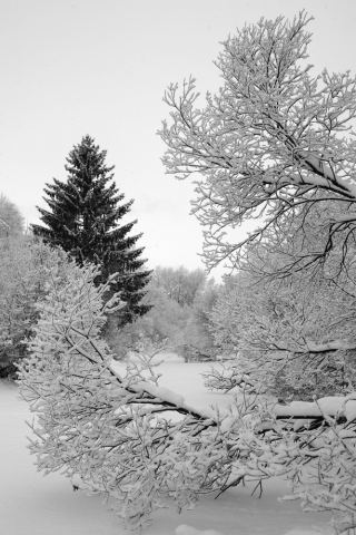 в верховьях Ижоры