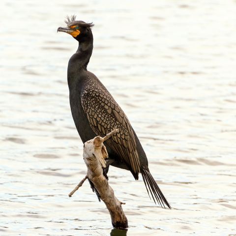 Double-crested cormorant