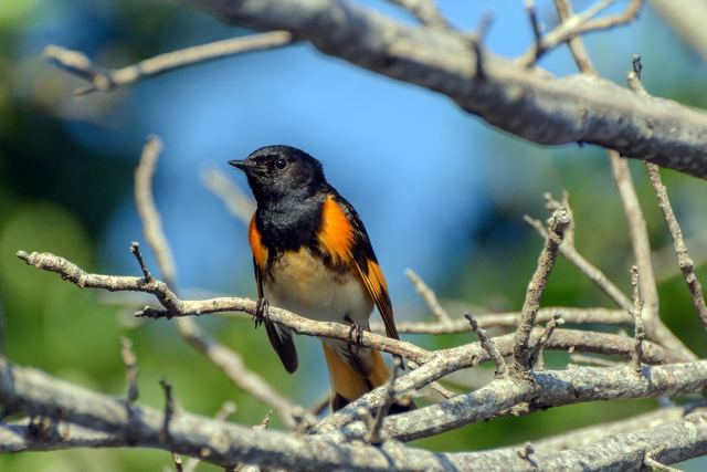 American Redstart/Американская горихвостка