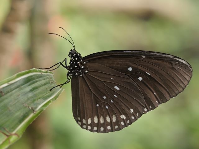 Euploea core