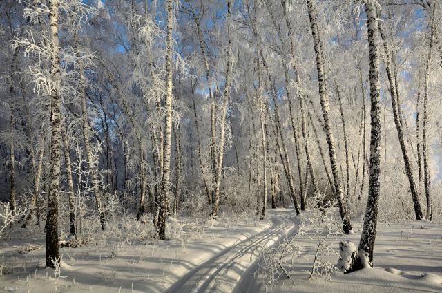 В декабрьской роще