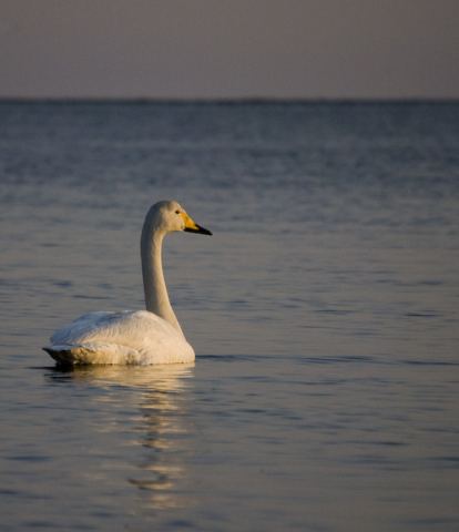 Пластмасса
