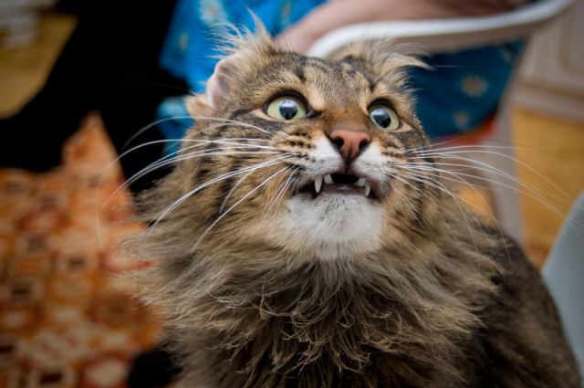 Хищник )