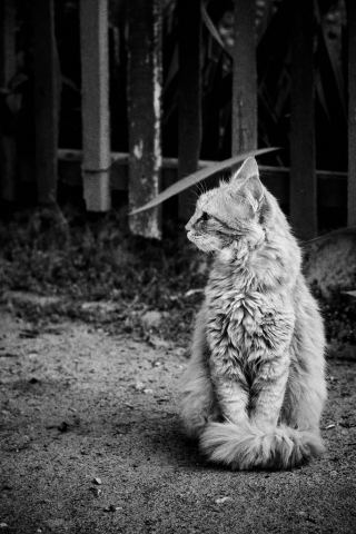 Придворный кот