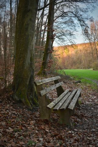 Schwarzwald 