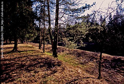 The spring trees