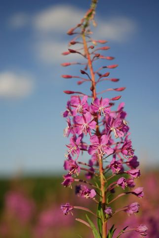 ultron flower