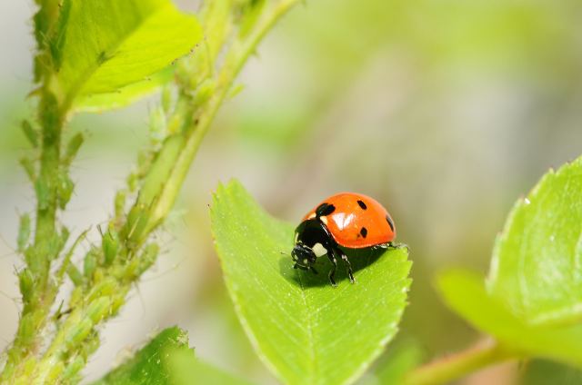 Пример MACRO  Nikkor35-70/2.8D+RAYNOX DCR-250