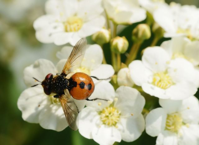 Пример MACRO  Nikkor35-70/2.8D+RAYNOX DCR-250